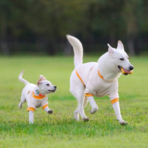대형견옷 강아지 맨투맨 기모 티셔츠 실내복 중형견옷 리트리버 솔직 후기 | 실제 사용자 리뷰 총정리 - 상품 이미지 4