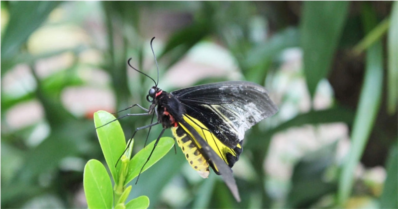 캄보디아 반띠아이쓰레이 지뢰 박물관 & 나비 정원 일일 투어 (씨엠립 출발) 이미지 3