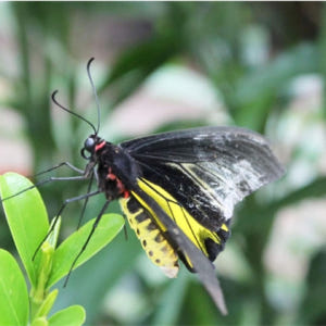 캄보디아 반띠아이쓰레이 지뢰 박물관 & 나비 정원 일일 투어 (씨엠립 출... 솔직 후기 | 실사용자 리뷰 분석 - 상품 이미지 3