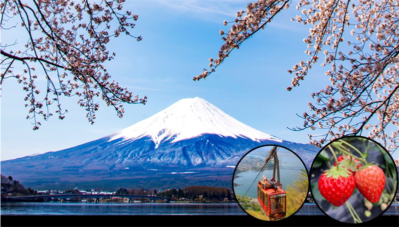일본 도쿄 야마나시 후지산 파노라마 로프웨이 계절 과일 따기 이미지 2