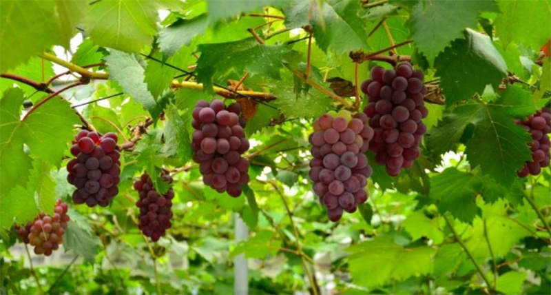 일본 도쿄 야마나시 후지산 파노라마 로프웨이 계절 과일 따기 이미지 4