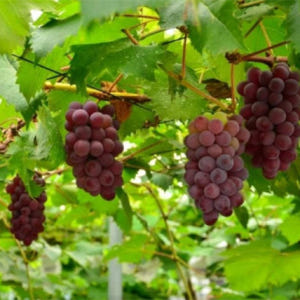 일본 도쿄 야마나시 후지산 파노라마 로프웨이 계절 과일 따기 솔직 후기 | 실사용자 리뷰 분석 - 상품 이미지 4