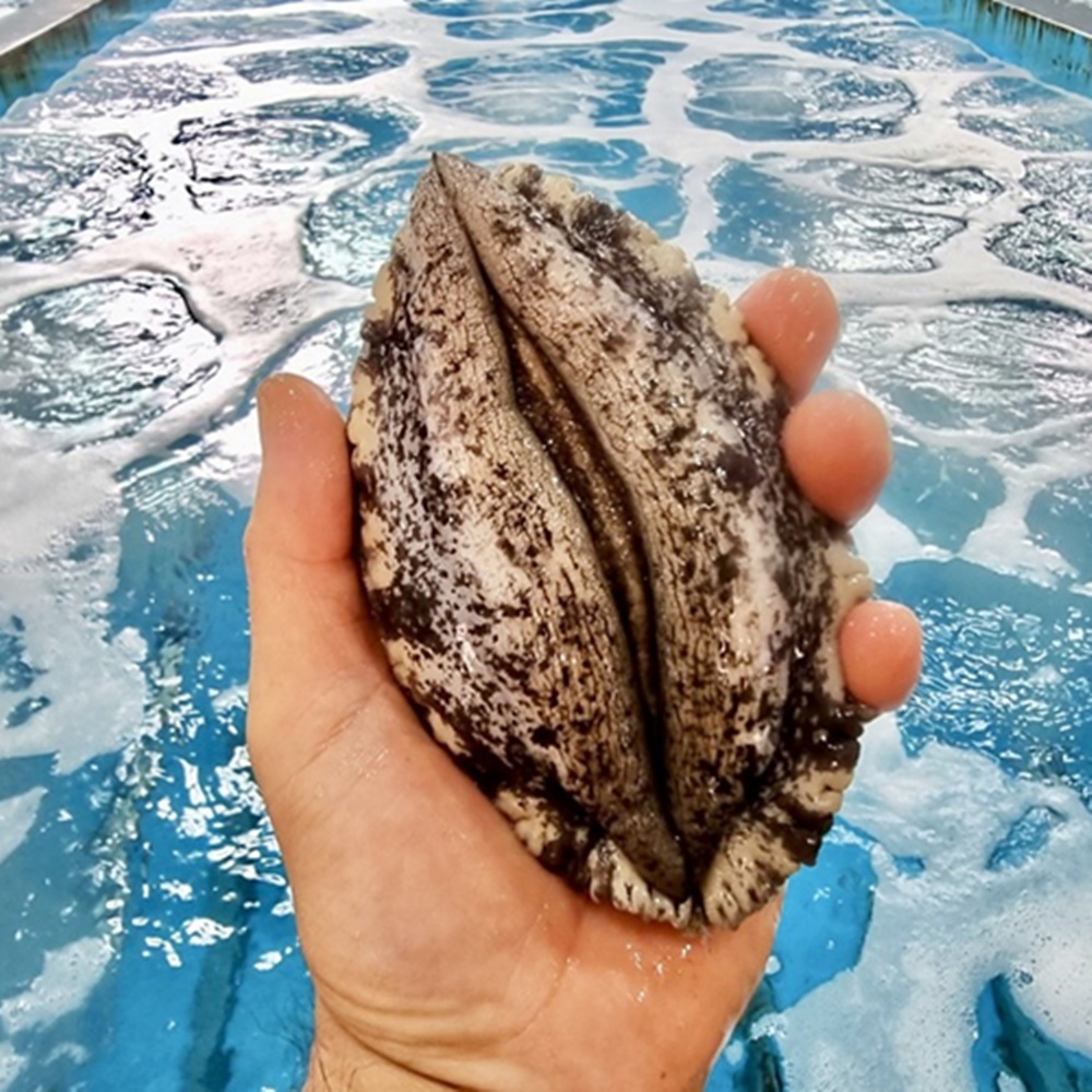 완도 활 전복 1kg 크기 6미부터40마리 특대전복 꼬마전복 선물세트 4남매털보아빠