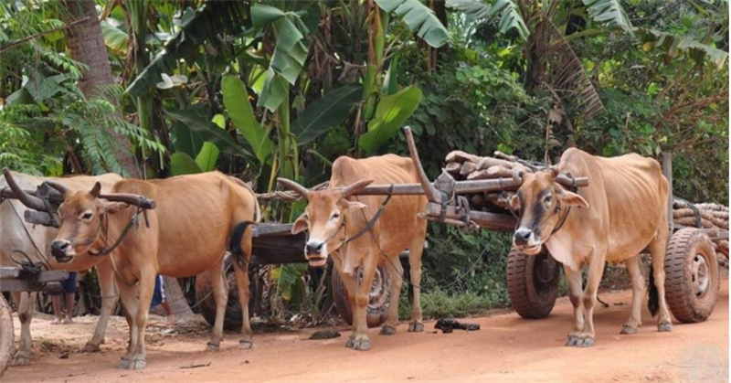 캄보디아 씨엠립 프라이빗 가이드 투어 이미지 2