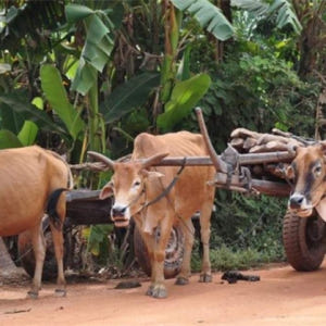 캄보디아 씨엠립 프라이빗 가이드 투어 솔직 후기 | 실사용자 리뷰 분석 - 상품 이미지 2