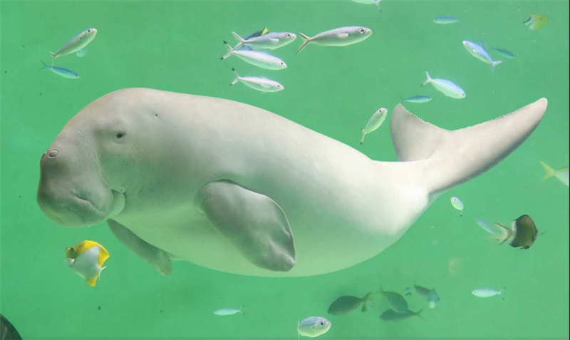 일본 미에  도바 수족관 입장권 이미지 2