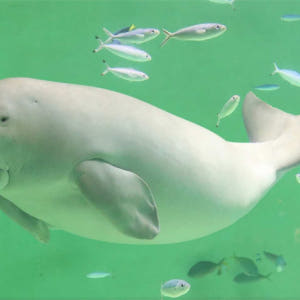 일본 미에  도바 수족관 입장권 솔직 후기 | 실사용자 리뷰 분석 - 상품 이미지 2