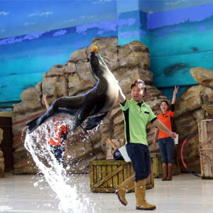 일본 미에  도바 수족관 입장권 솔직 후기 | 실사용자 리뷰 분석 - 상품 이미지 4