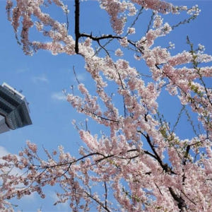 일본 홋카이도 하코다테 전세자동차 반나절 관광 벚꽃 투어 솔직 후기 | 실사용자 리뷰 분석 - 상품 이미지 1