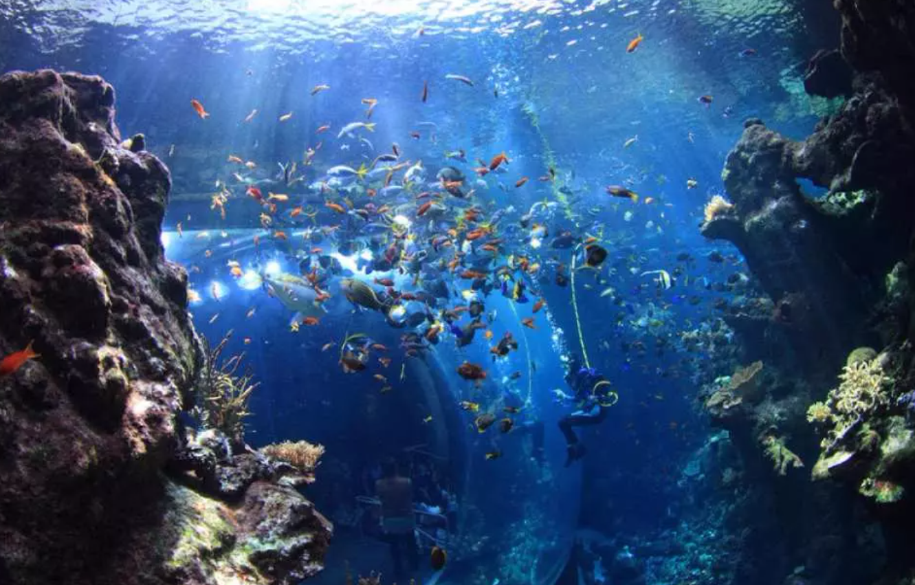 고시티 | 샌프란시스코 익스플로러 패스(선택 관광 명소) 이미지 4