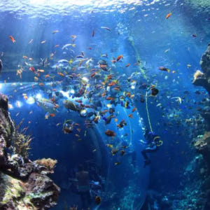 고시티 | 샌프란시스코 익스플로러 패스(선택 관광 명소) 솔직 후기 | 실사용자 리뷰 분석 - 상품 이미지 4