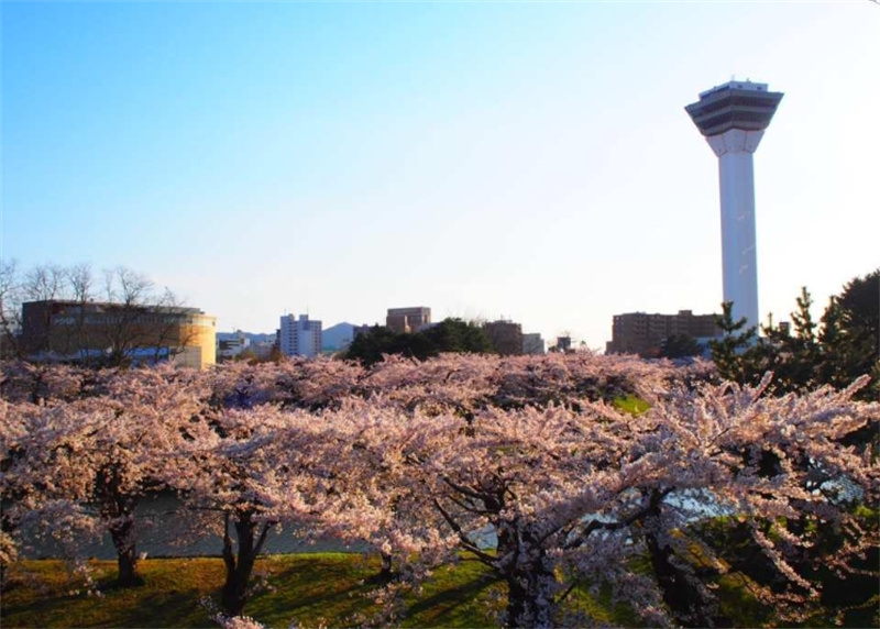 일본 홋카이도 하코다테 전세자동차 반나절 관광 벚꽃 투어 이미지 2