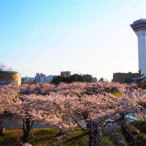 일본 홋카이도 하코다테 전세자동차 반나절 관광 벚꽃 투어 솔직 후기 | 실사용자 리뷰 분석 - 상품 이미지 2