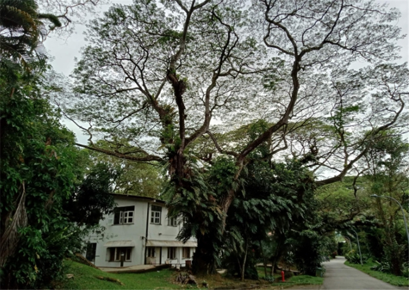 싱가포르 역사 워킹 투어 (X-Trekkers) 솔직 후기 | 실사용자 리뷰 분석 - 대표 이미지