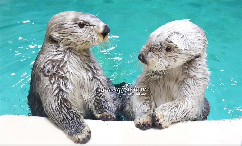 일본 미에  도바 수족관 입장권 솔직 후기 | 실사용자 리뷰 분석 - 대표 이미지