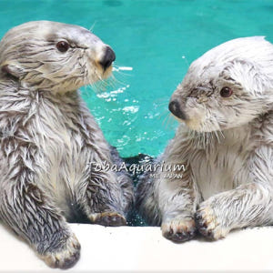 일본 미에  도바 수족관 입장권 솔직 후기 | 실사용자 리뷰 분석 - 상품 이미지 1