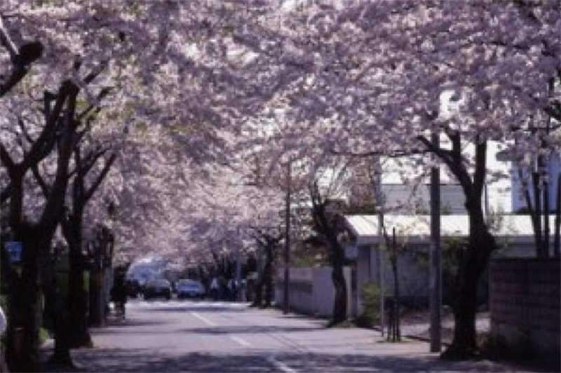 일본 홋카이도 하코다테 전세자동차 반나절 관광 벚꽃 투어 이미지 4