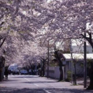 일본 홋카이도 하코다테 전세자동차 반나절 관광 벚꽃 투어 솔직 후기 | 실사용자 리뷰 분석 - 상품 이미지 4