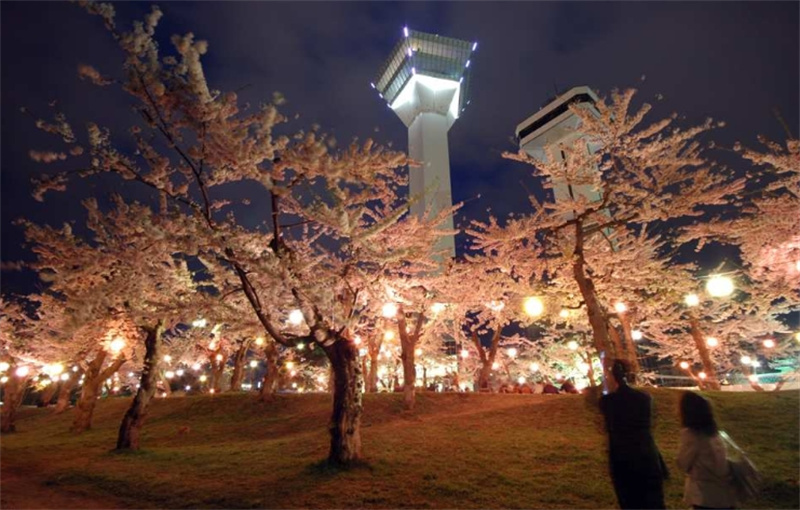 일본 홋카이도 하코다테 전세자동차 반나절 관광 벚꽃 투어 이미지 3