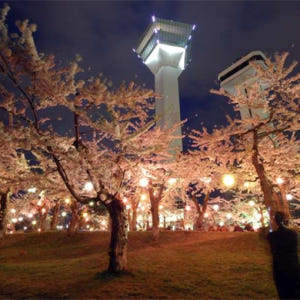 일본 홋카이도 하코다테 전세자동차 반나절 관광 벚꽃 투어 솔직 후기 | 실사용자 리뷰 분석 - 상품 이미지 3