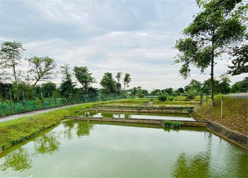 싱가포르  잘란 레카 농업 & 어업 투어 이미지 3