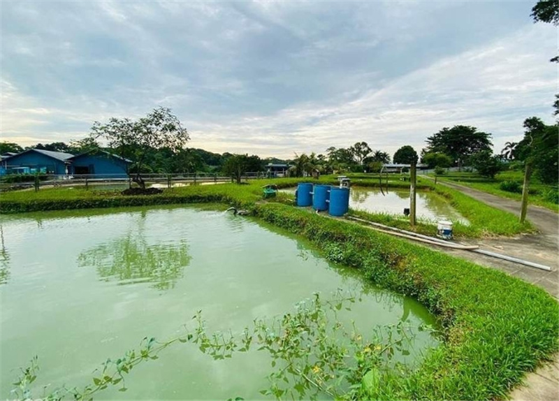 싱가포르  잘란 레카 농업 & 어업 투어 이미지 2