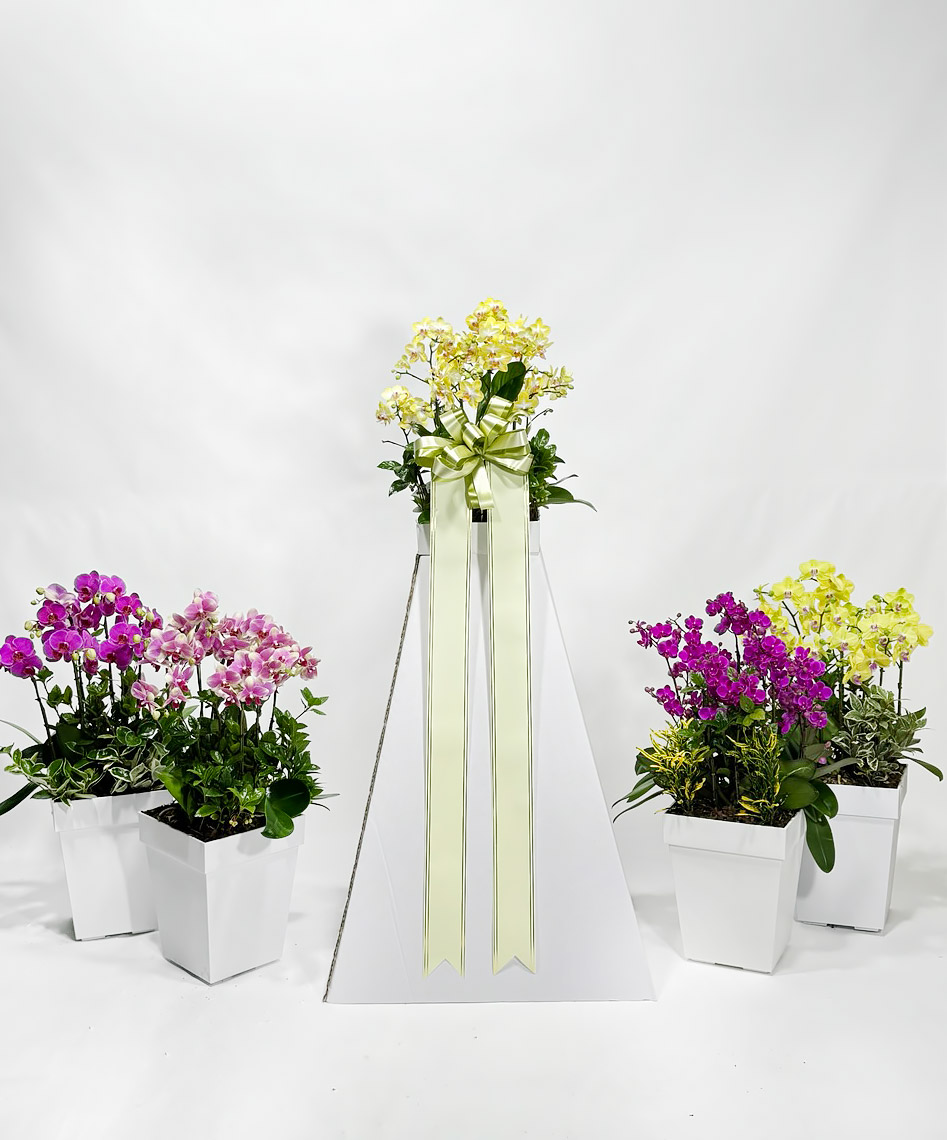 신호트리 자체제작 서양난 화환 결혼식 승진 축하난 만천홍 개업화분 이미지 4