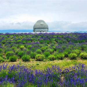 일본  삿포로 반나절 프라이빗 투어  히츠지가오카 전망대 불산 사경 불교... 솔직 후기 | 실사용자 리뷰 분석 - 상품 이미지 1