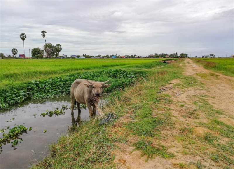 캄보디아 씨엠립 일몰 자전거 투어 이미지 2