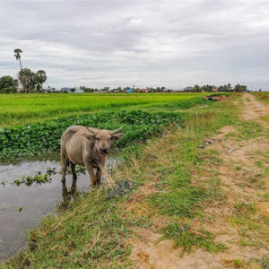 캄보디아 씨엠립 일몰 자전거 투어 솔직 후기 | 실사용자 리뷰 분석 - 상품 이미지 2