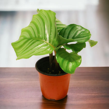 미미네아쿠아 칼라데아 키우기 - 오르비폴리아