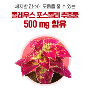 내츄럴플러스 콜레우스포스콜리 비타민B군 맛있게 먹은 솔직 후기 - 상품 이미지 4