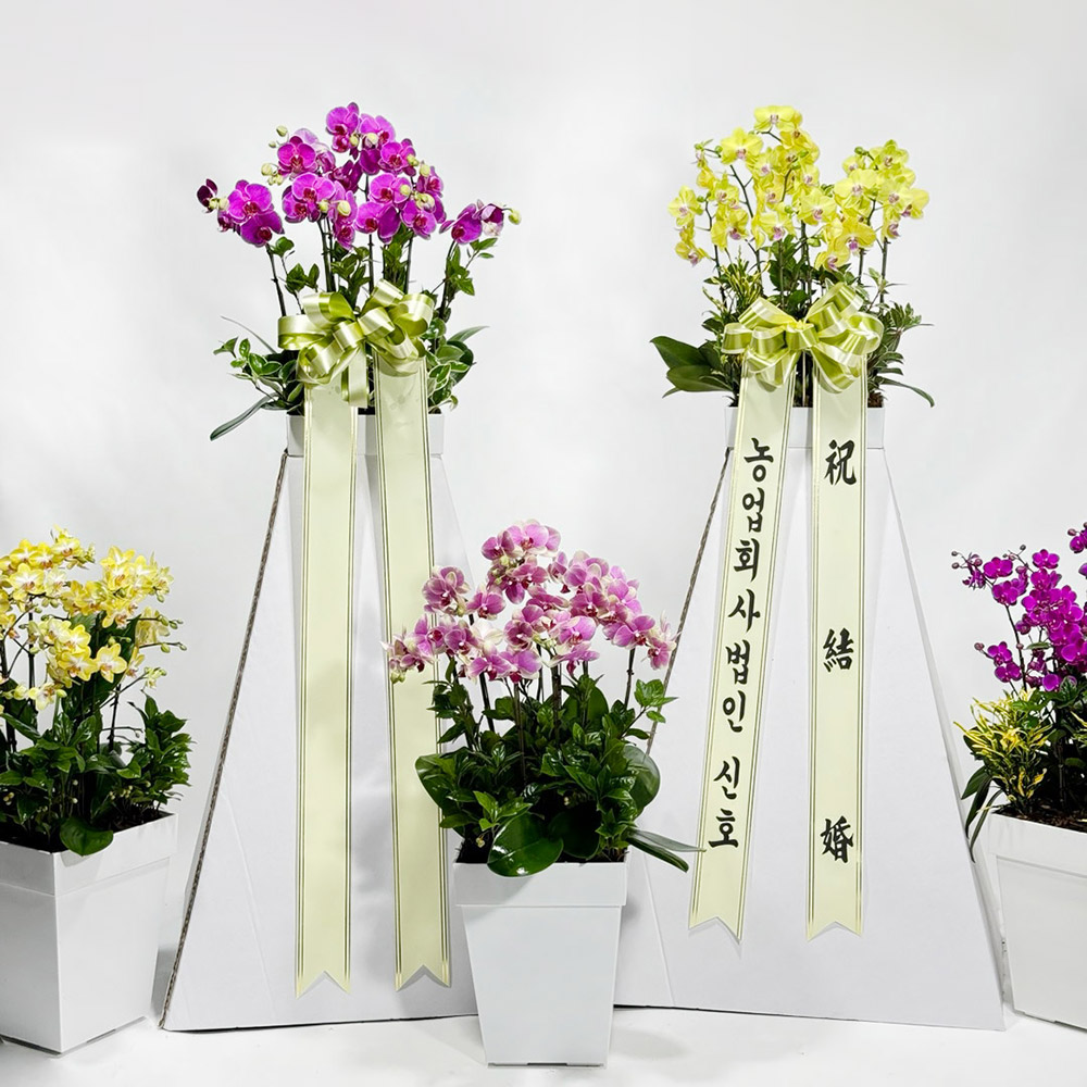 신호트리 자체제작 서양난 화환 결혼식 승진 축하난 만천홍 개업화분 이미지 2