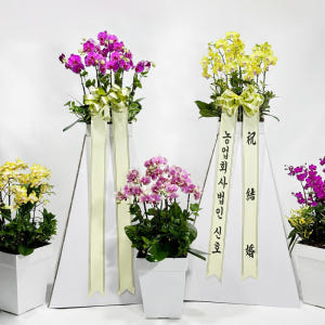 신호트리 자체제작 서양난 화환 결혼식 승진 축하난 만천홍 개업화분 솔직 후기 | 실사용자 리뷰 분석 - 상품 이미지 2