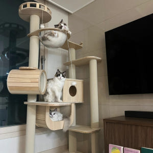 가르르 고양이 원목 캣폴 갤럭시캣타워 솔직 후기 | 실제 사용자 리뷰 총정리 - 상품 이미지 3