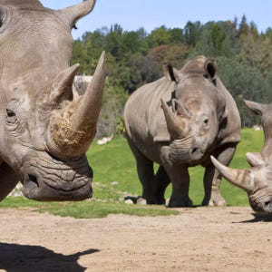 샌디에이고 GO 익스플로러 패스 | San Diego Explorer P... 솔직 후기 | 실사용자 리뷰 분석 - 상품 이미지 3