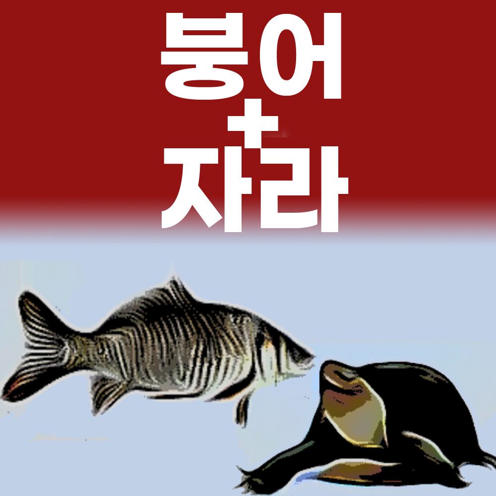 운동선수 수험생 어르신 붕어즙 자라 붕어 엑기스 진액 기력회복 원기회복 체력보강 120포 - 상세 이미지 3