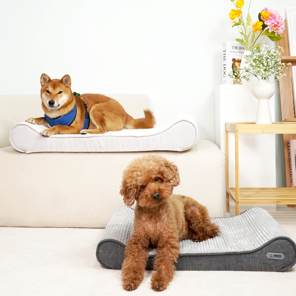 개과천선 로이 애견 방석 강아지방석 슬개골예방 견체공학적