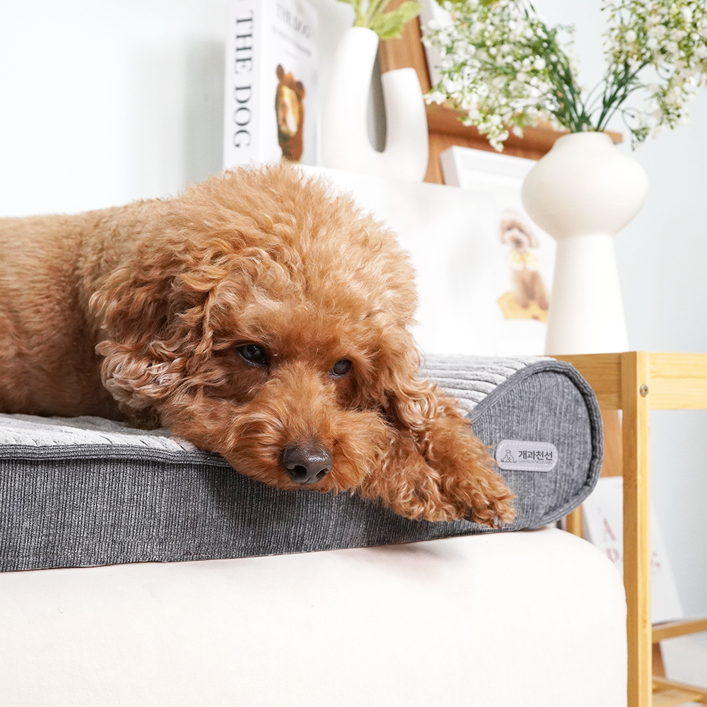 개과천선 로이 애견 방석 강아지방석 슬개골예방 견체공학적