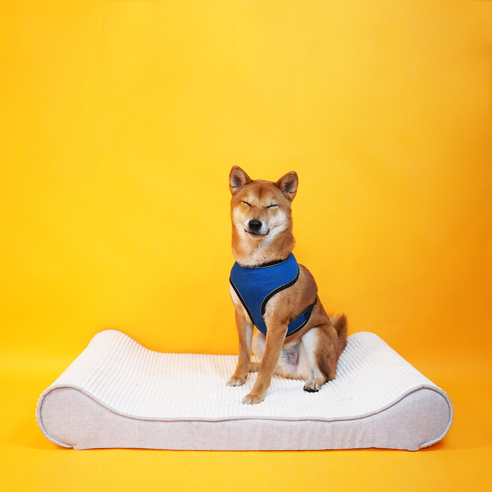 개과천선 로이 애견 방석 강아지방석 슬개골예방 견체공학적