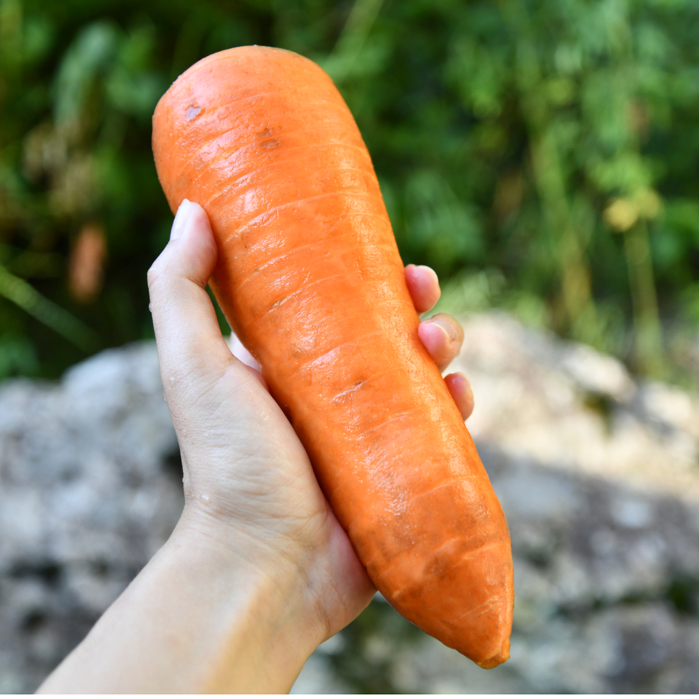제주 구좌 흙당근 비세척 햇당근 강원도