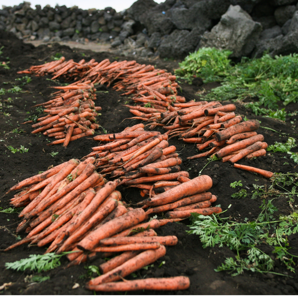 제주 구좌 흙당근 비세척 햇당근 강원도