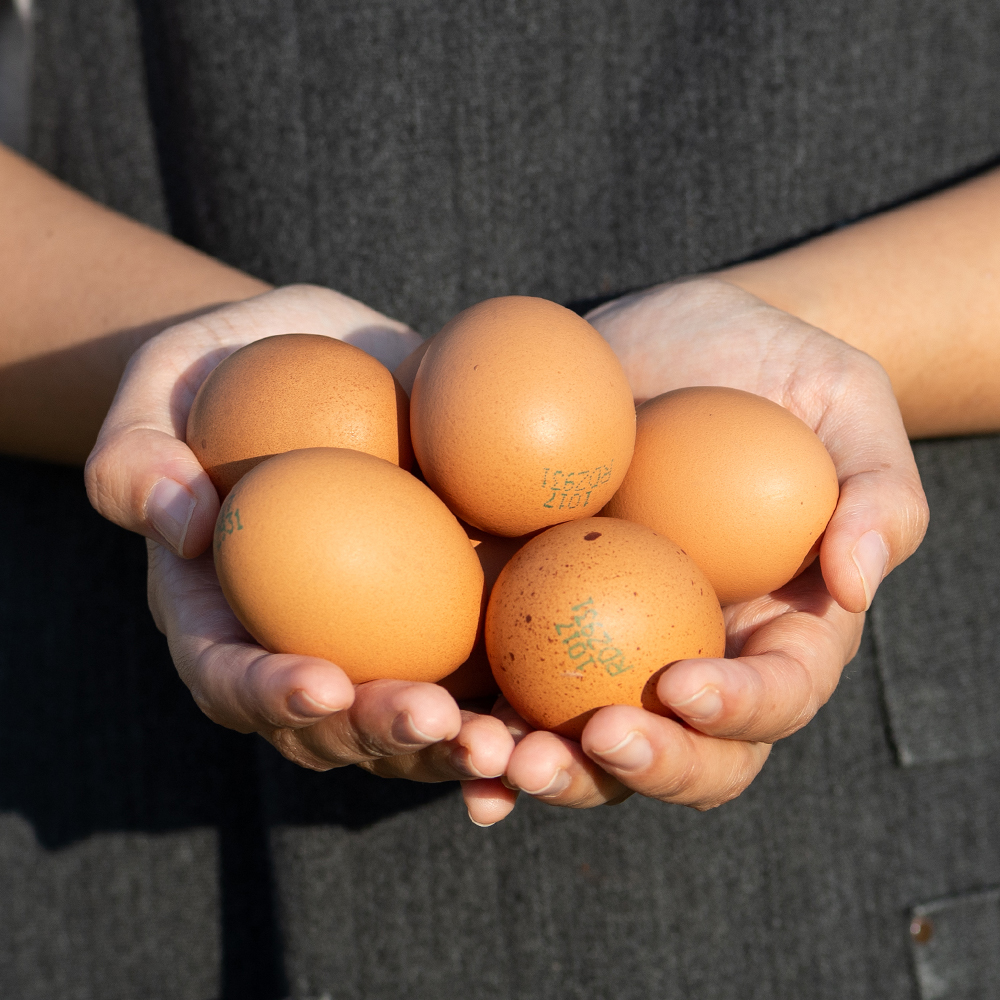 난각번호1번 계란 유정란 20구 달걀 무항생제 자연방사
