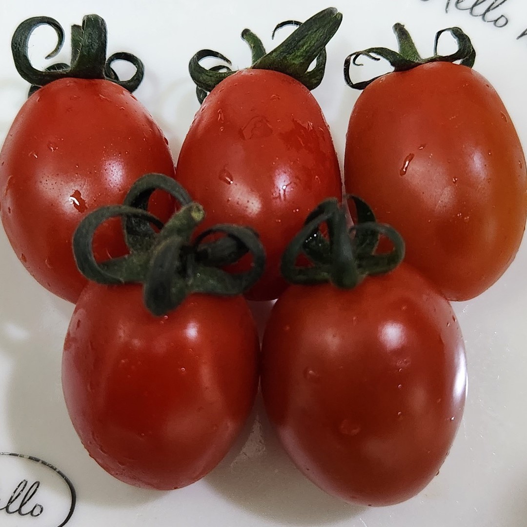 스테비아 방울토마토 착한 가격 자연담은 1kg 후기