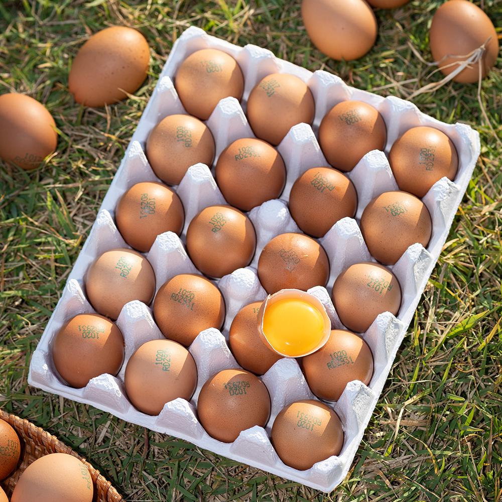 대한민국농수산 유정란, 난각번호1번 계란, 신선한 유정란, 맛있는 달걀, 꼼꼼한 포장, 재구매 후기