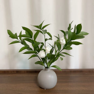 루스커스 유스커스 1줄기 꽃배달싼곳 양재꽃시장 생화택배 솔직 후기 | 실사용자 리뷰 분석 - 상품 이미지 2