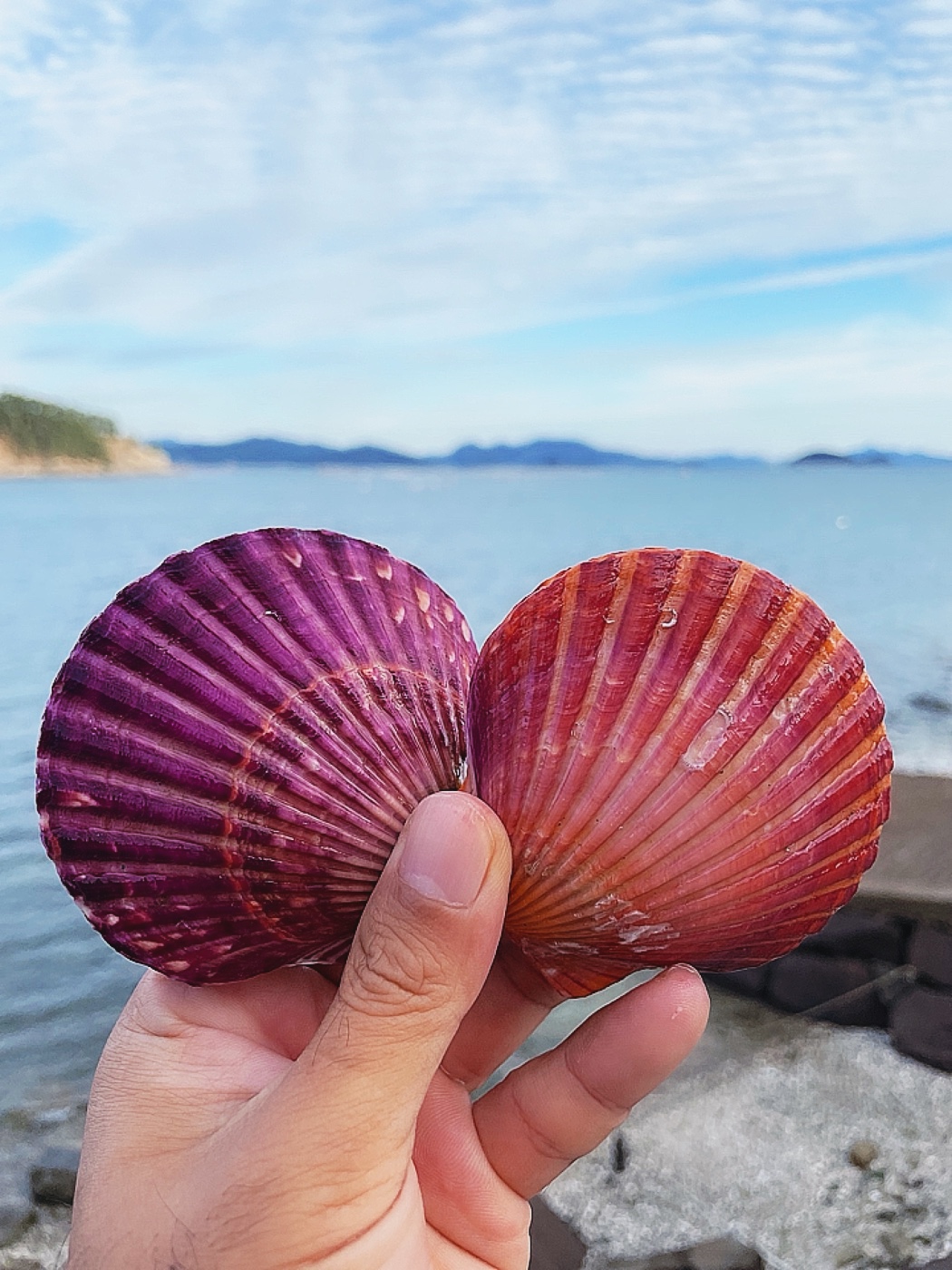 직접키워 더 신선한 (손질세척) 깨끗한 고성 홍가리비1kg 문앞바다