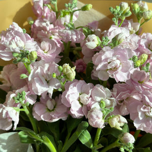 리틀캠든 스토크 2송이 스톡 생화 합리적인 온라인꽃집 솔직 후기 | 실사용자 리뷰 분석 - 상품 이미지 2