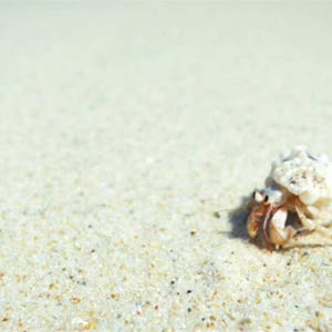 일본 오키나와 무인도 모험: 바다 카약, 산호초 스노클링, 사진/비디오 ... 솔직 후기 | 실사용자 리뷰 분석 - 상품 이미지 2