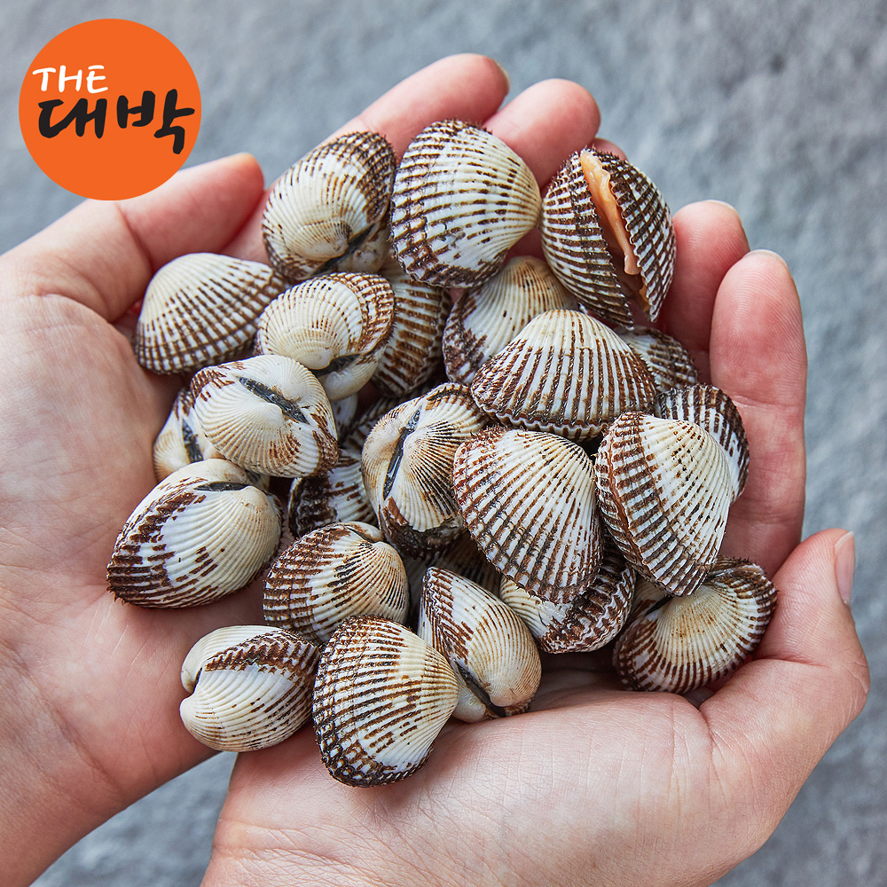 제철 벌교 꼬막 1kg 당일채취 생물 여자만 새꼬막